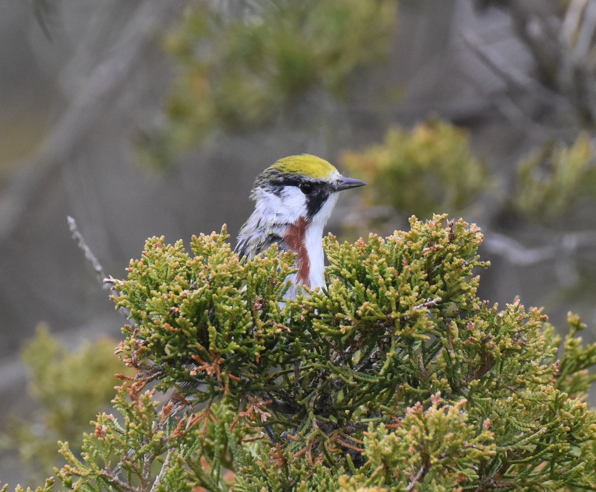 Chestnut-sided Warbler - ML451235201