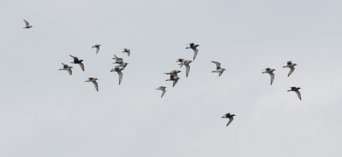 Black-bellied Plover - ML451236181