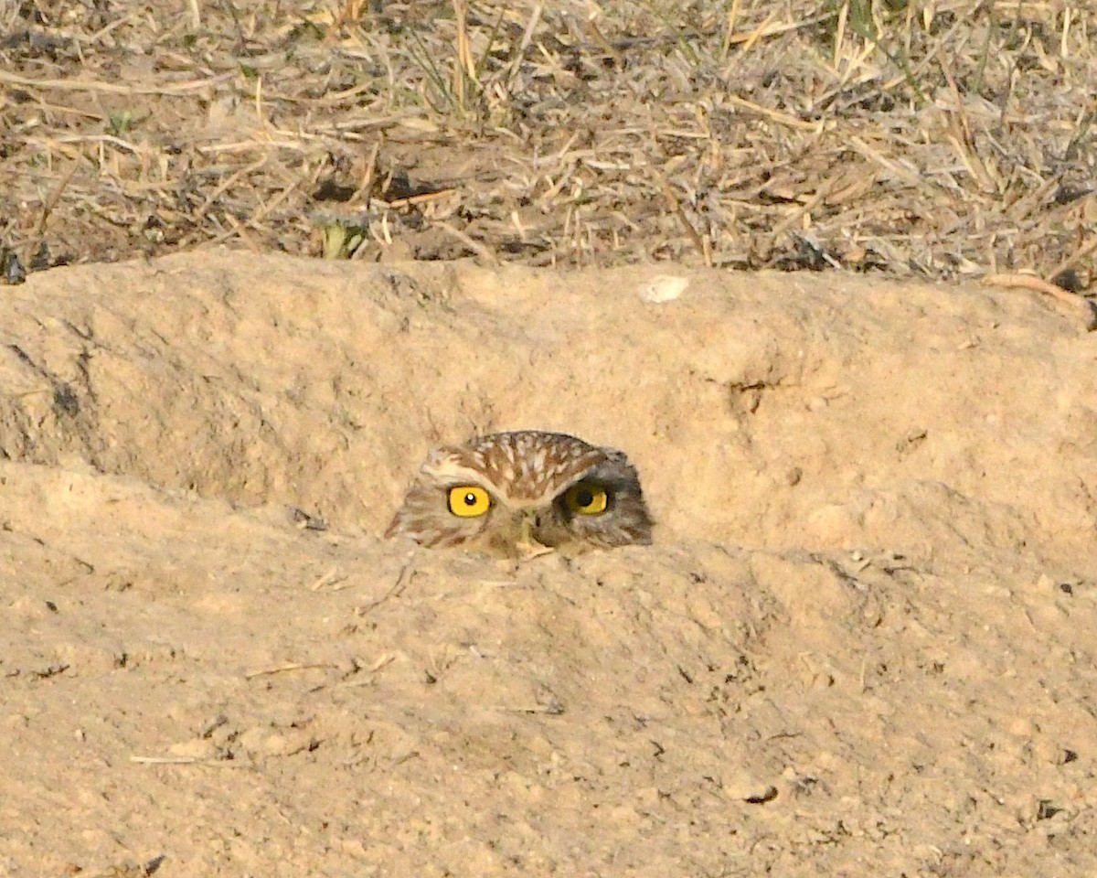 Burrowing Owl - Ted Wolff