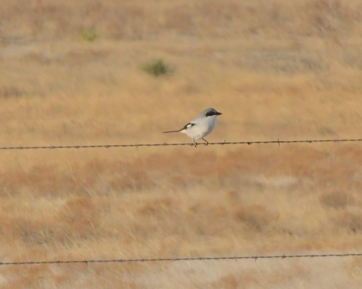 Loggerhead Shrike - ML451237571