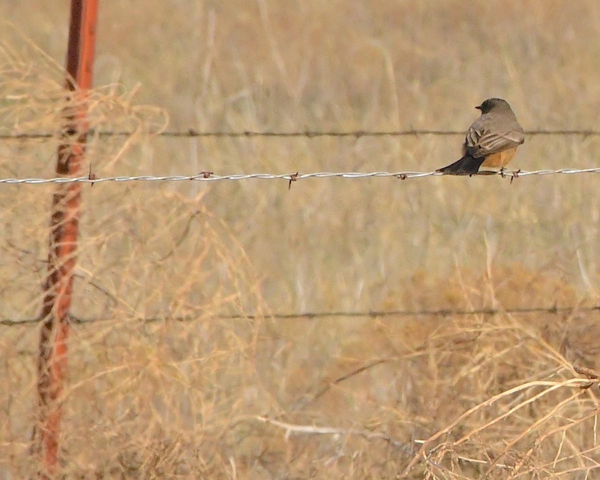 Say's Phoebe - Ted Wolff