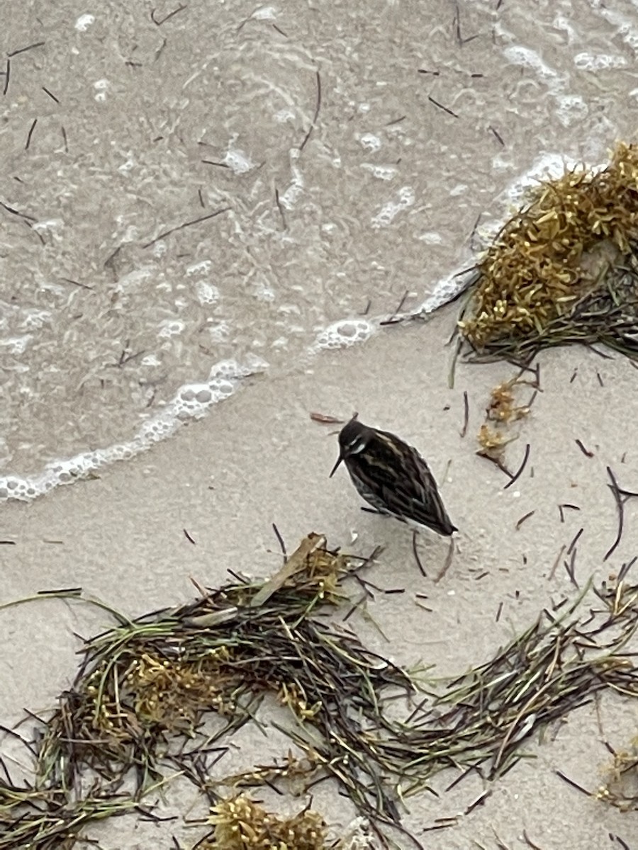 Red-necked Phalarope - ML451238881