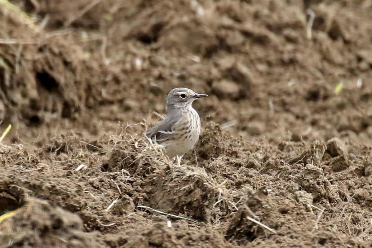 American Pipit - ML451239171