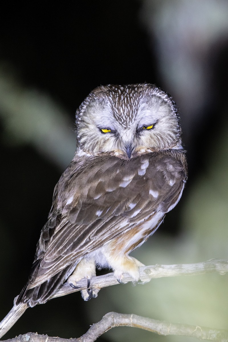 Northern Saw-whet Owl - ML451239721