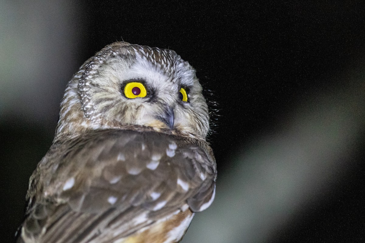 Northern Saw-whet Owl - ML451239741