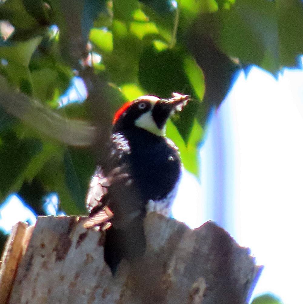 Acorn Woodpecker - ML451239941