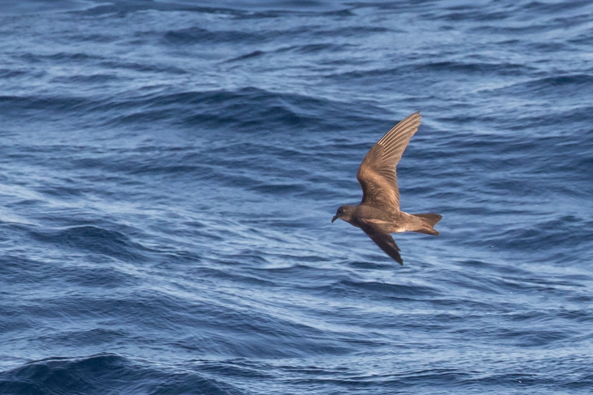 Townsend's Storm-Petrel - ML45124001