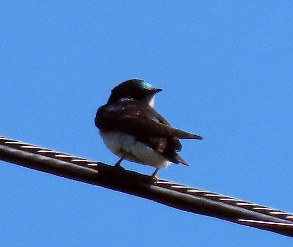 American Robin - ML451240181