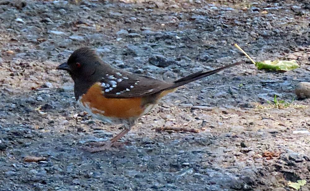 Spotted Towhee - ML451240491