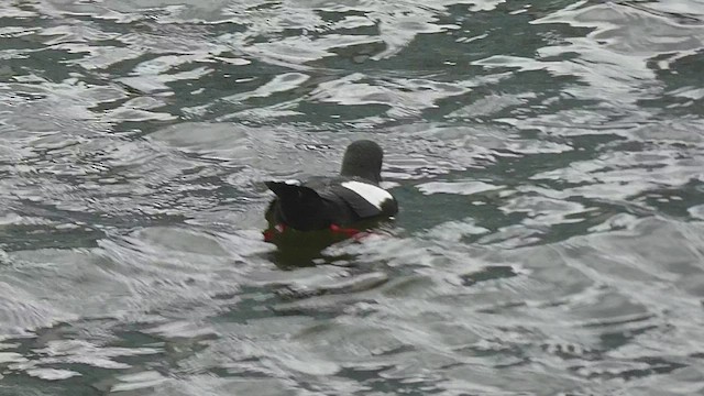 Black Guillemot - ML451241031