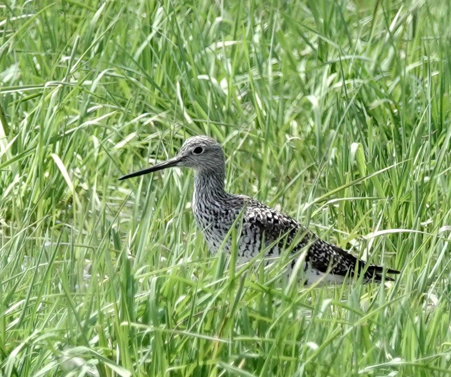 Greater Yellowlegs - ML451241251