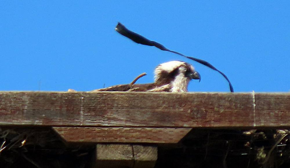 Balbuzard pêcheur - ML451241281