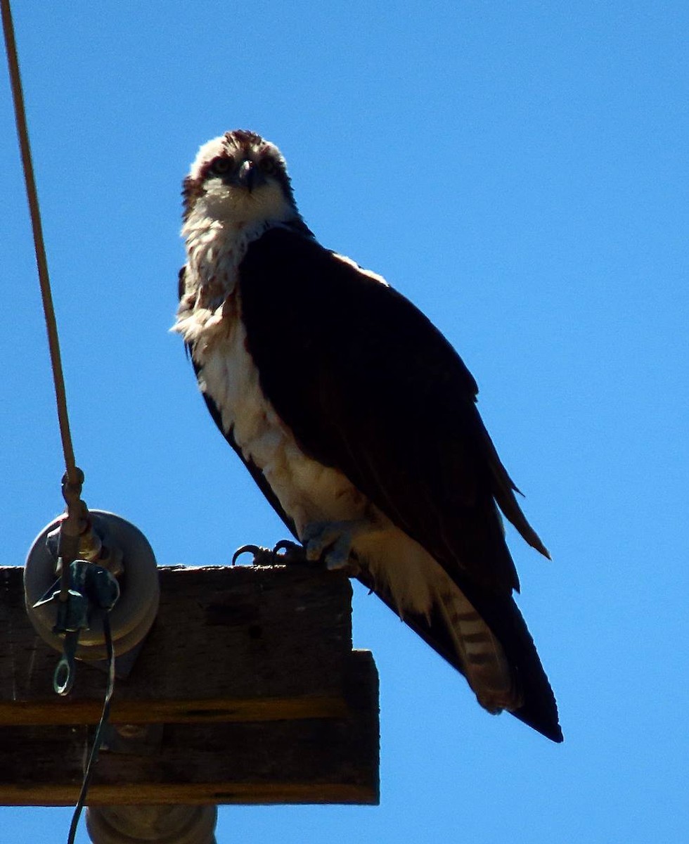 Águila Pescadora - ML451241291