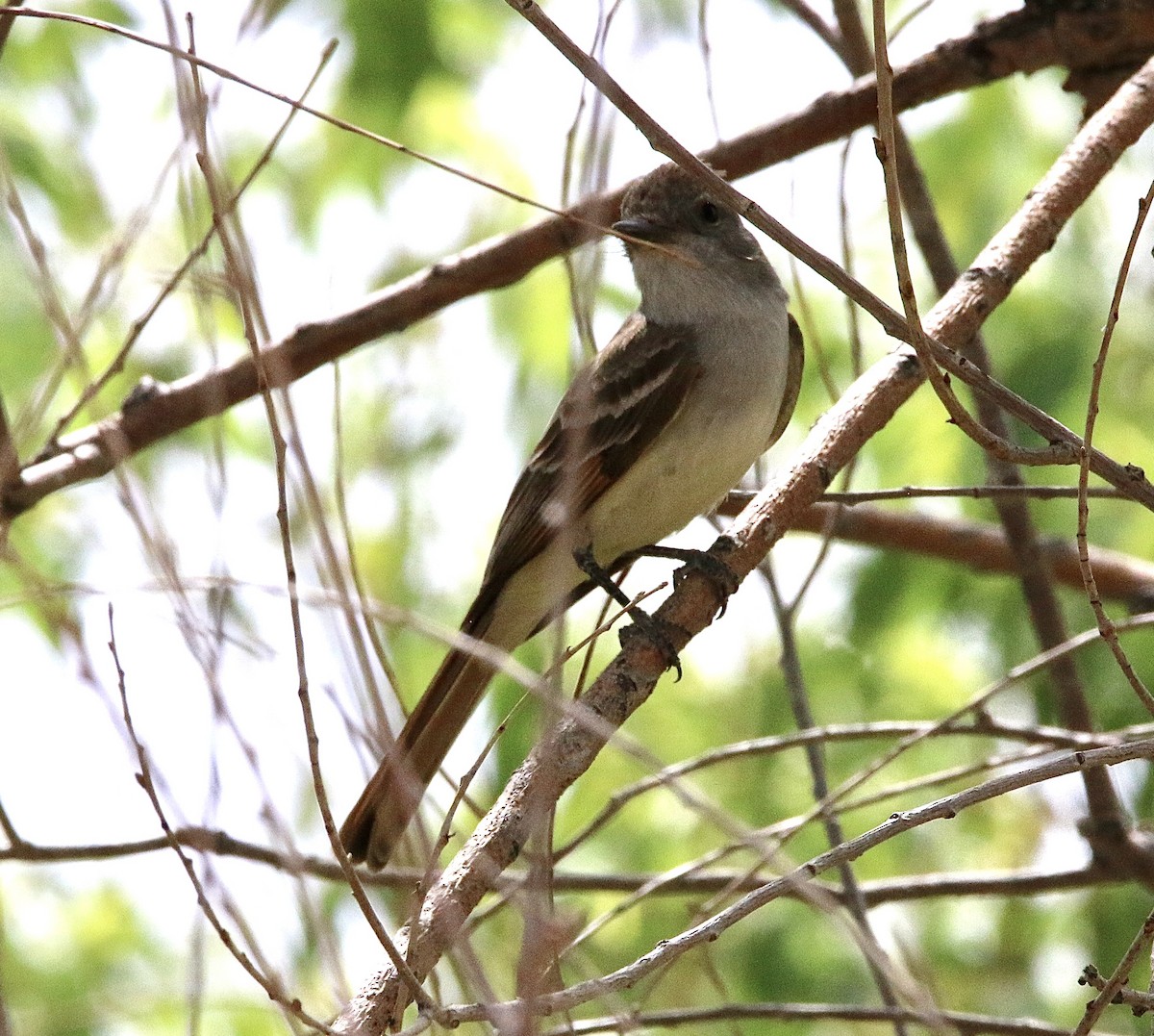 Ash-throated Flycatcher - ML451242701