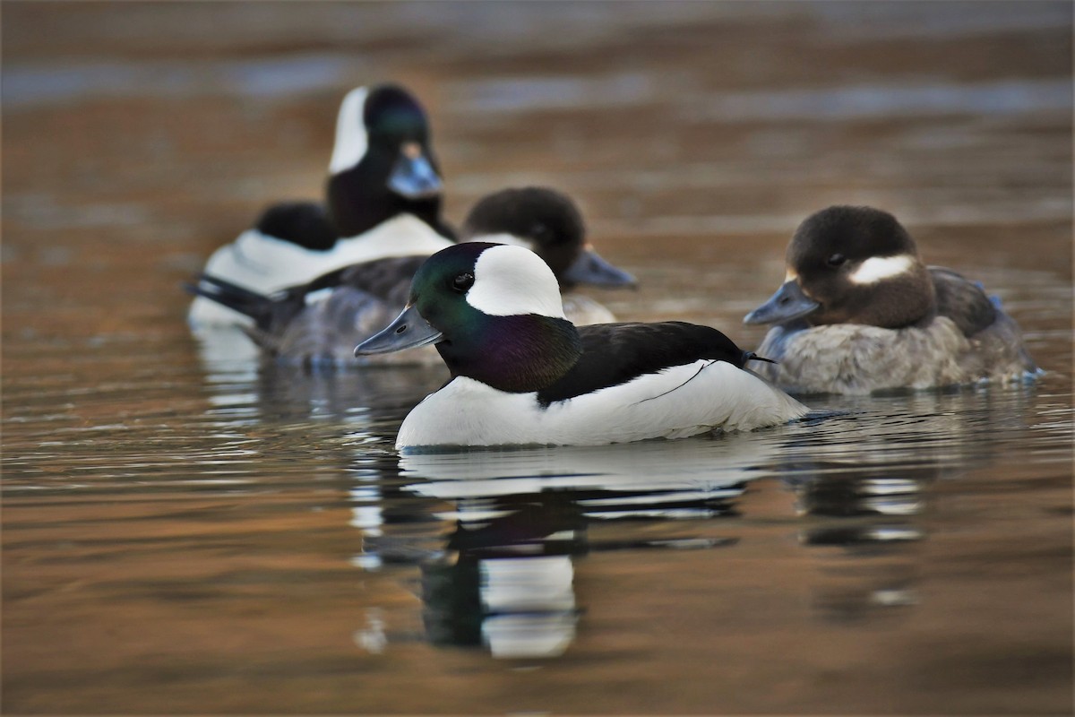 Bufflehead - ML451243151