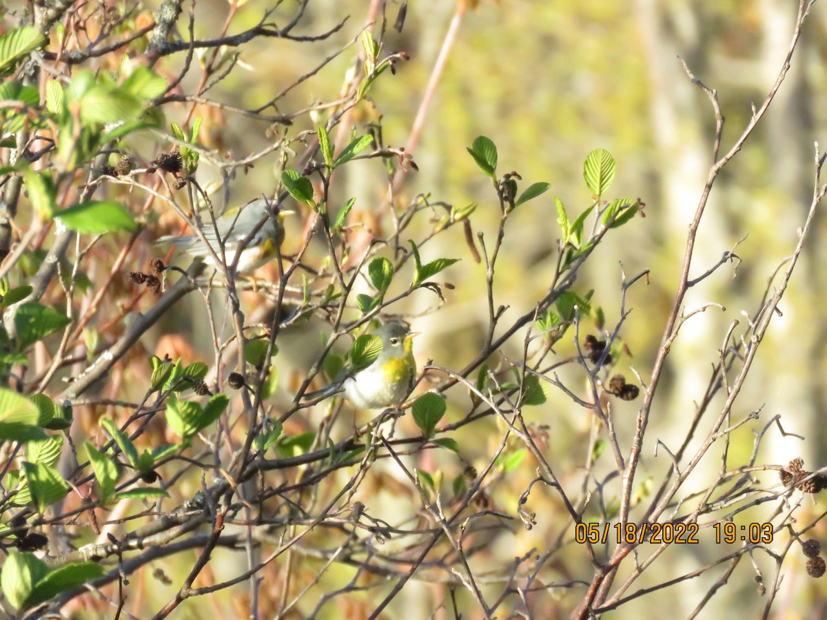 Northern Parula - ML451244151