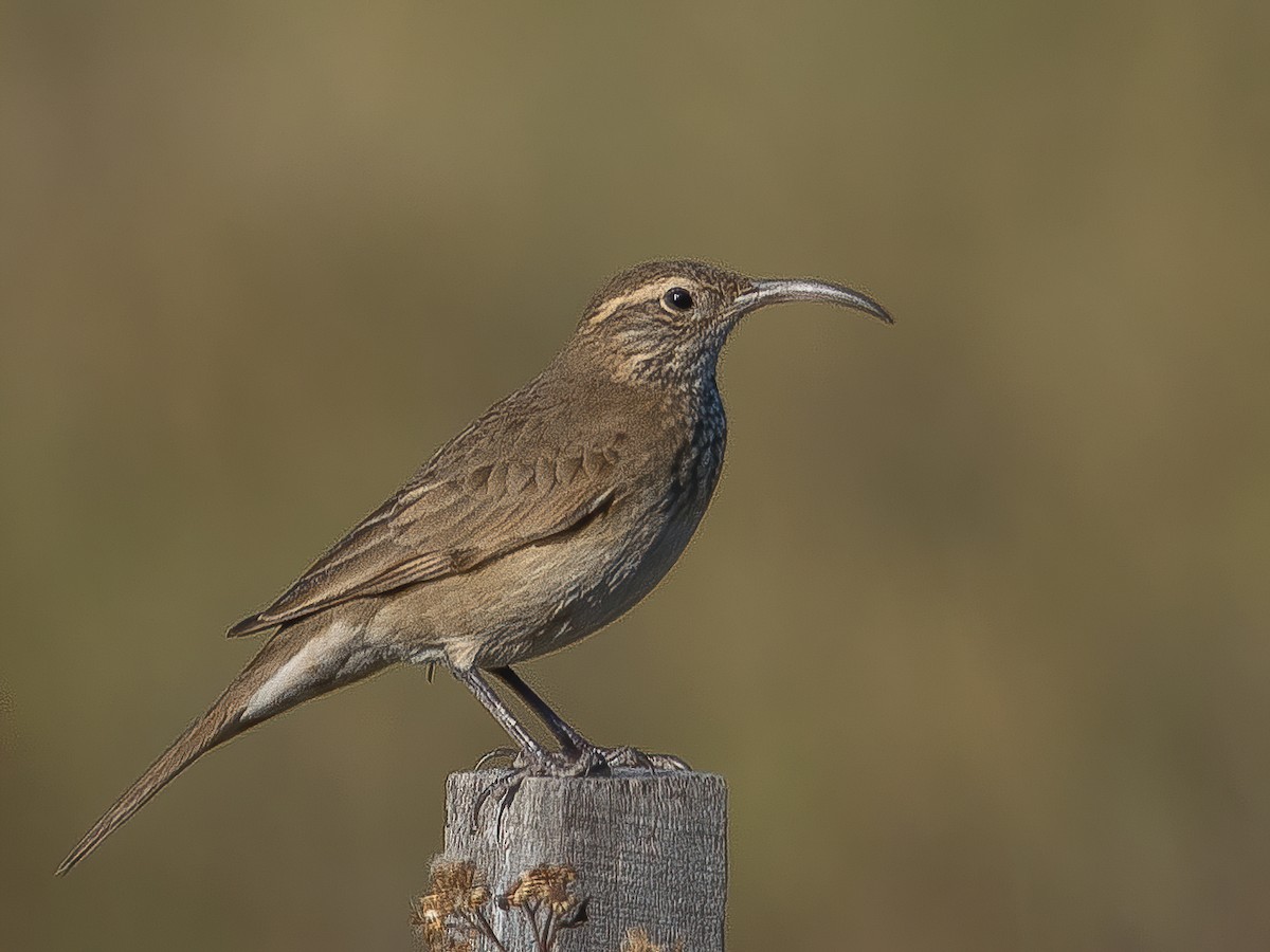 Scale-throated Earthcreeper - ML451245231