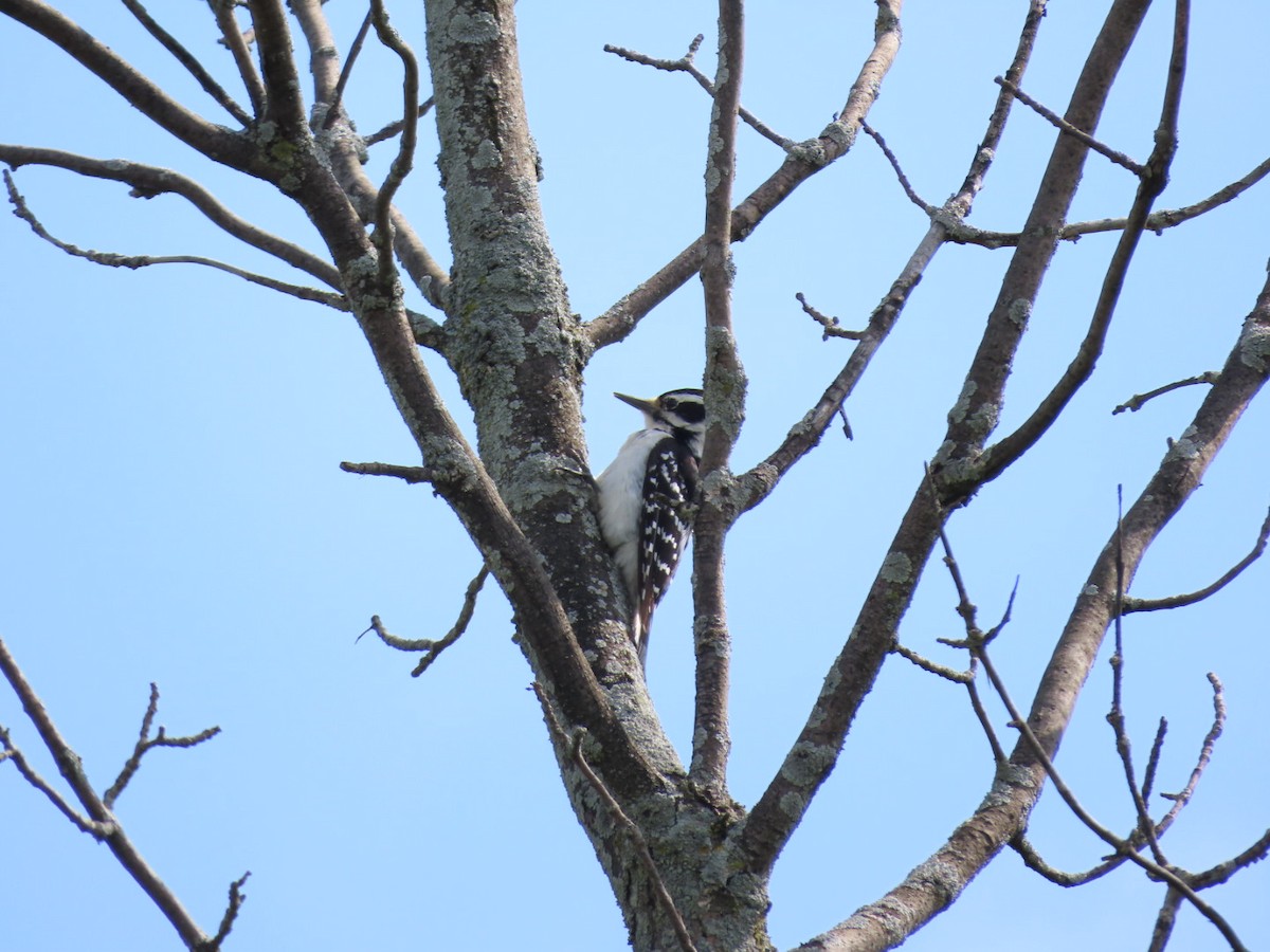 Hairy Woodpecker - ML451245971