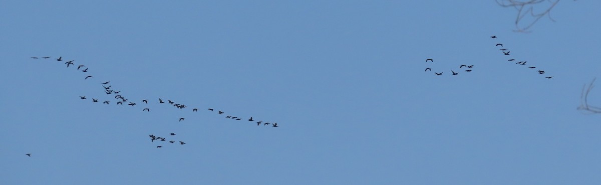 Double-crested Cormorant - ML451246121