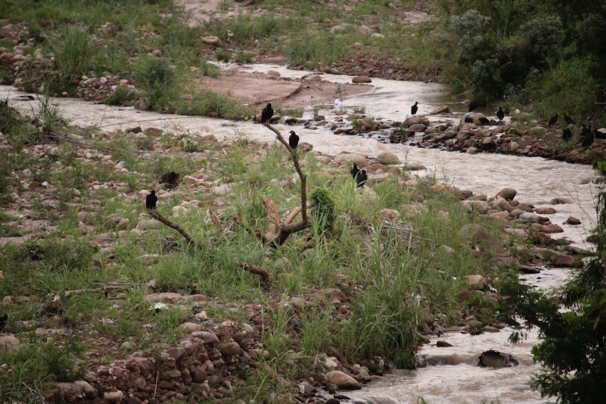 Black Vulture - ML451246871