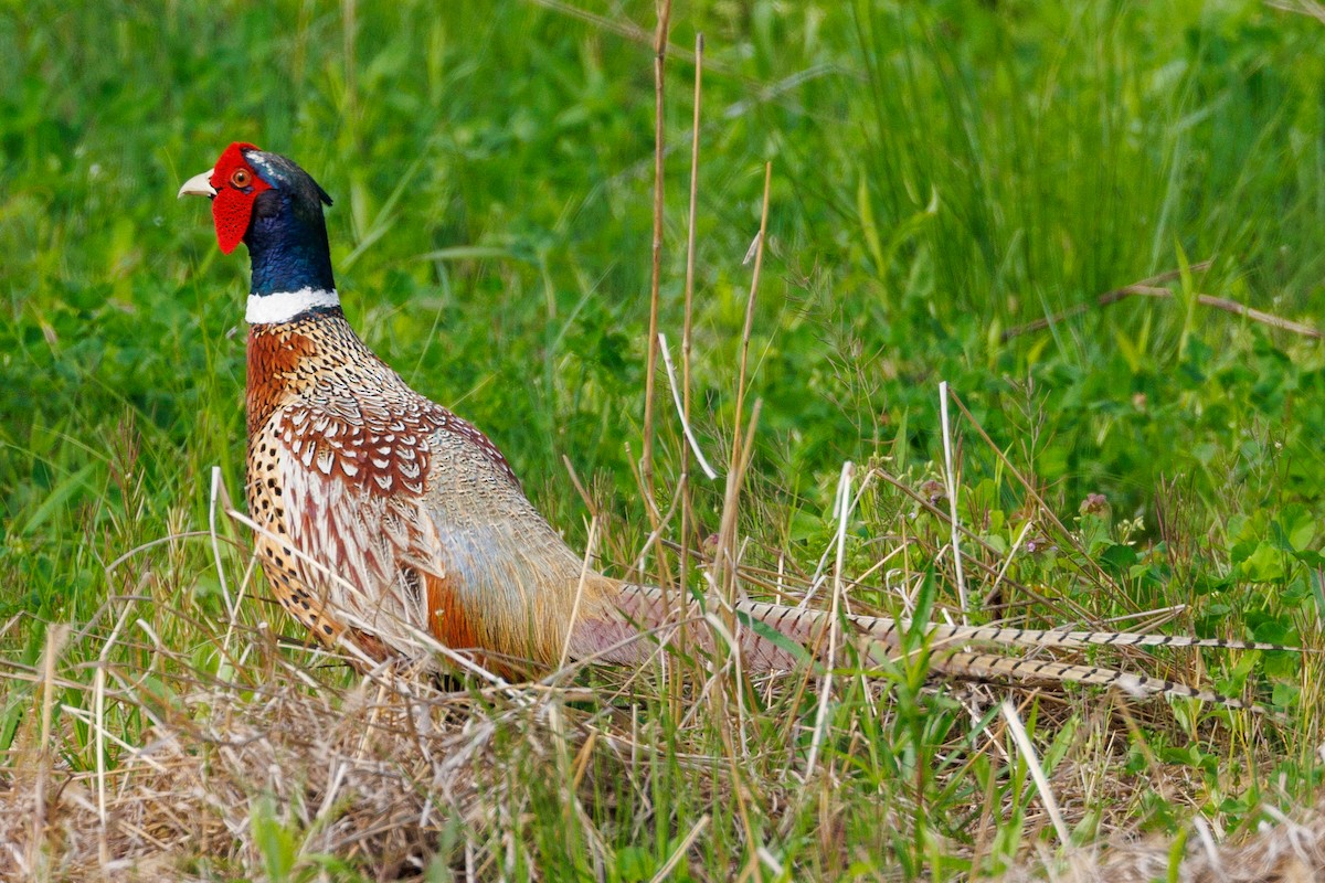 Ring-necked Pheasant - ML451248051