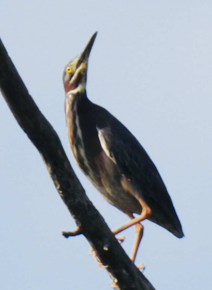 Green Heron - ML451249171