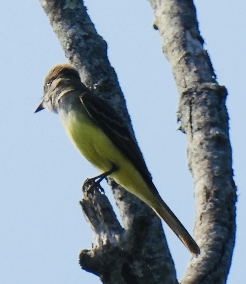 Great Crested Flycatcher - Greg Dowd