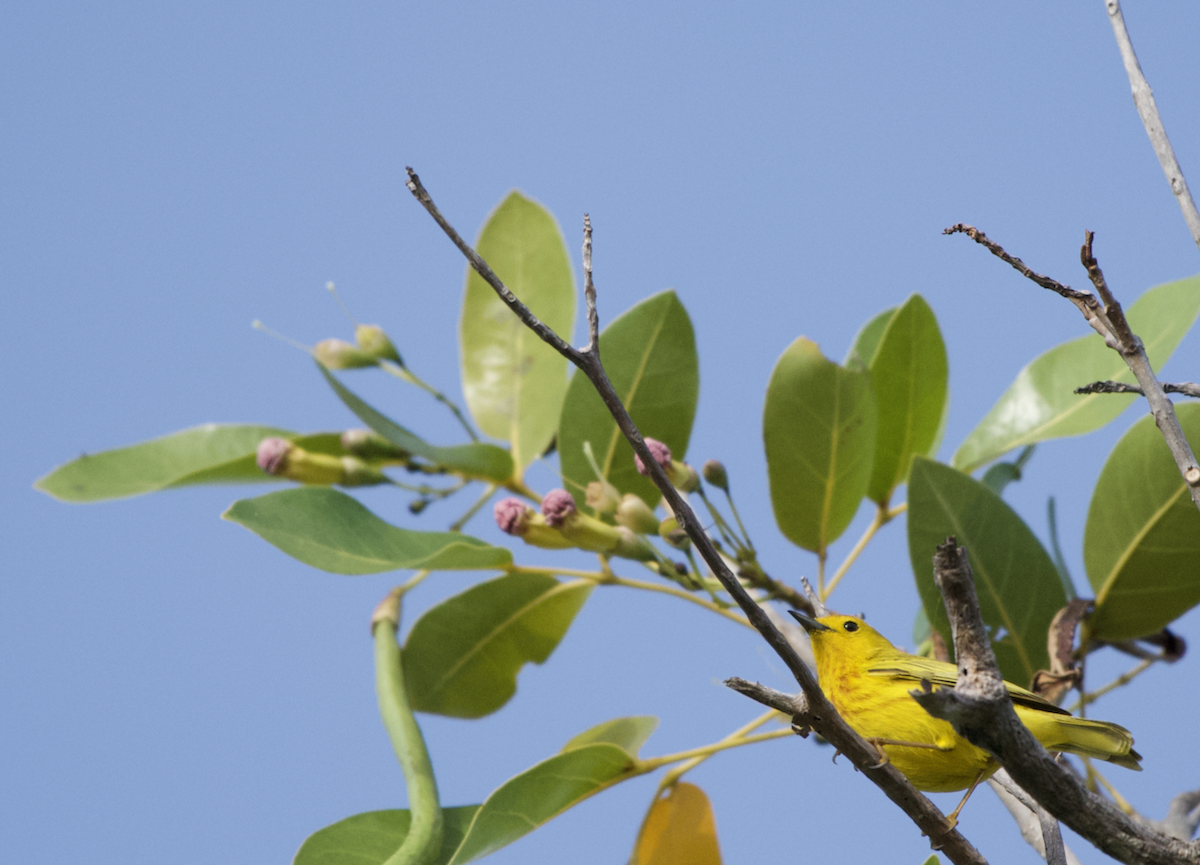 Paruline jaune (groupe petechia) - ML451250211