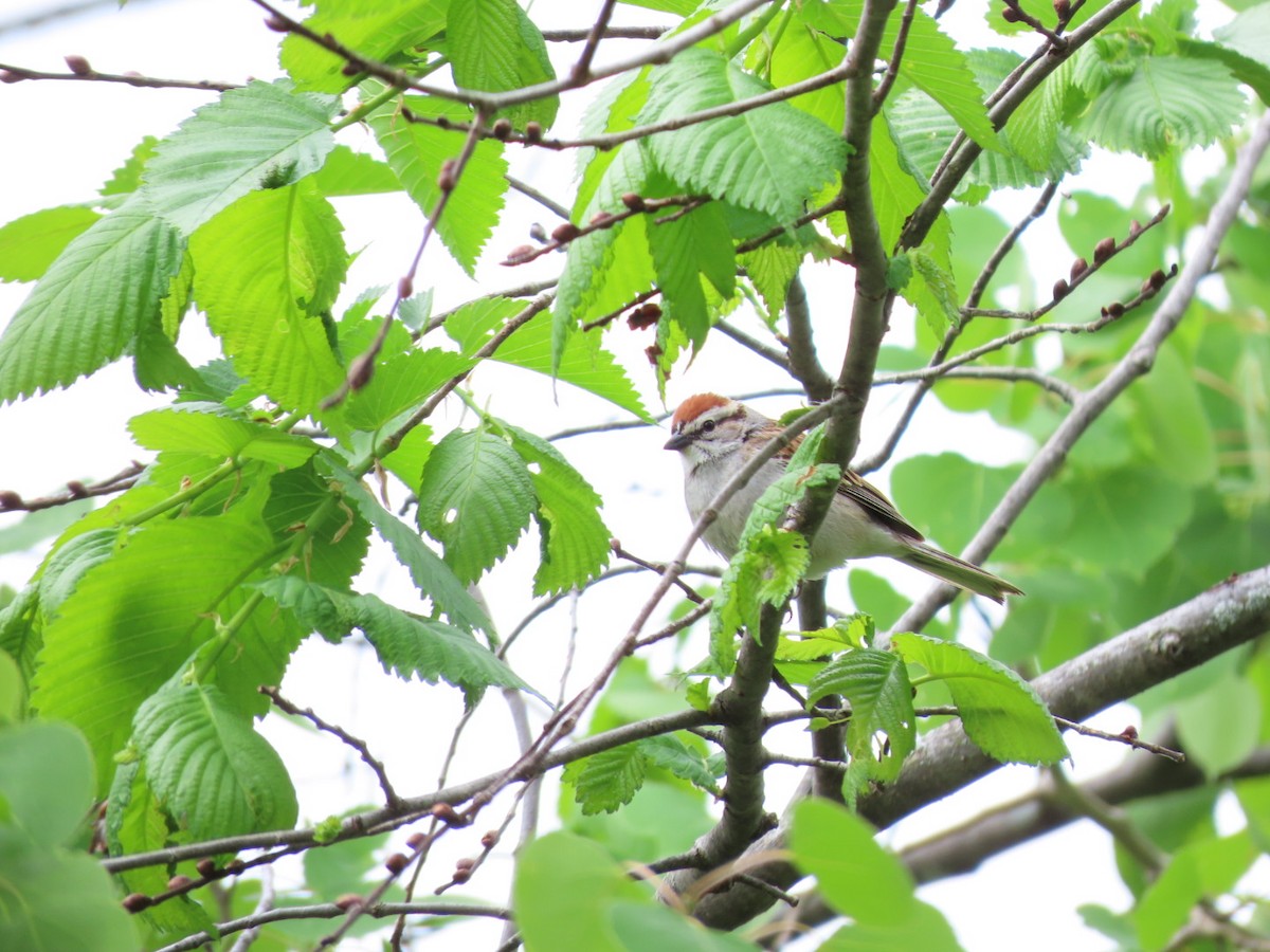 Chipping Sparrow - ML451250301