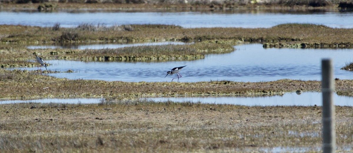 Black-necked Stilt - ML451250371