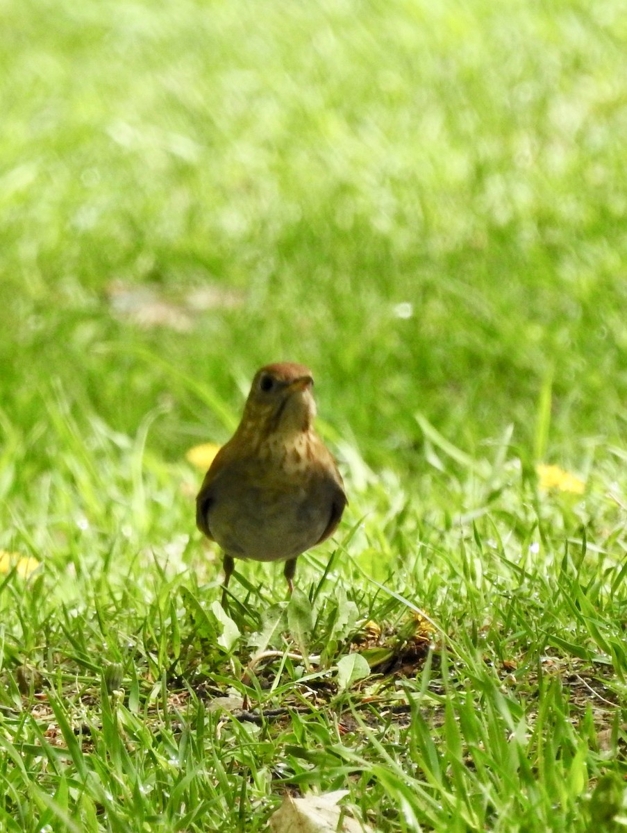 Veery - Claire Caron