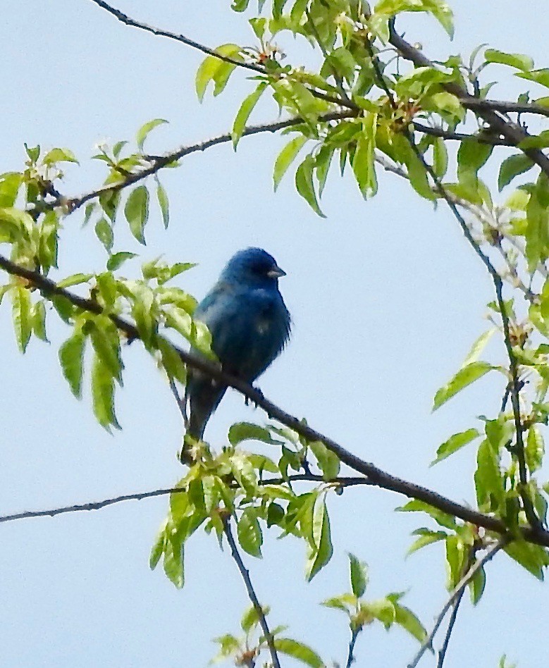 Indigo Bunting - Claire Caron