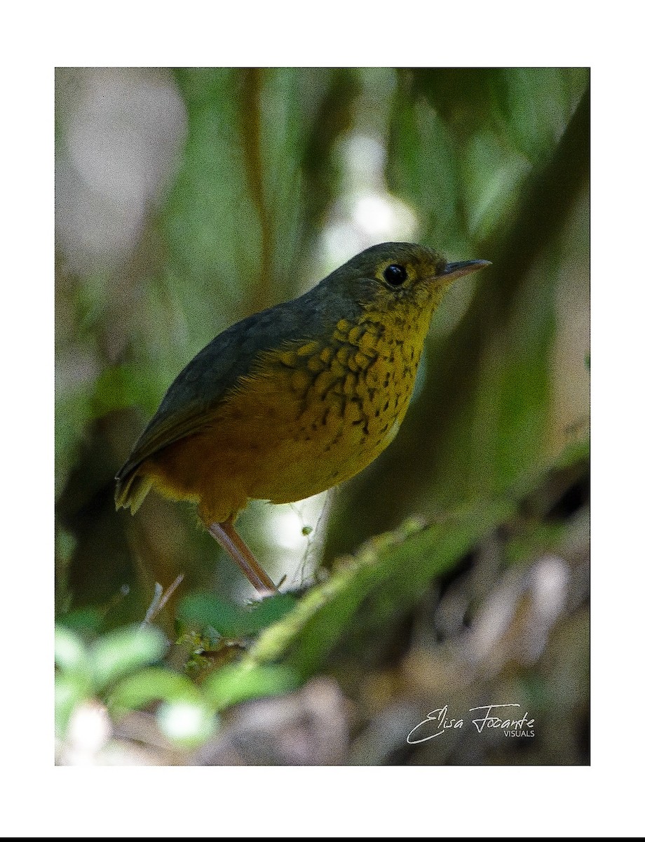 prikkbrystmaurpitta - ML451252731