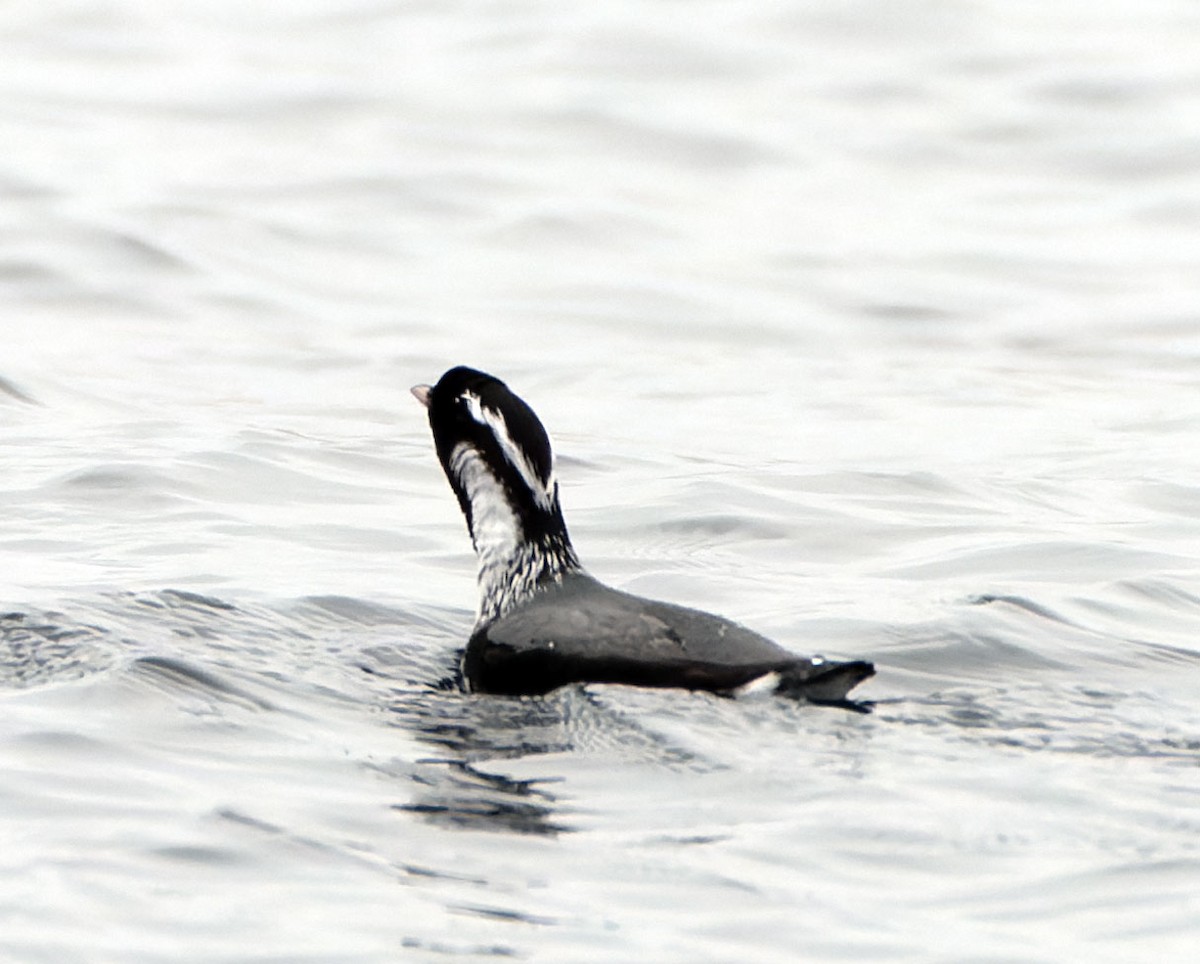 Guillemot à cou blanc - ML451255441