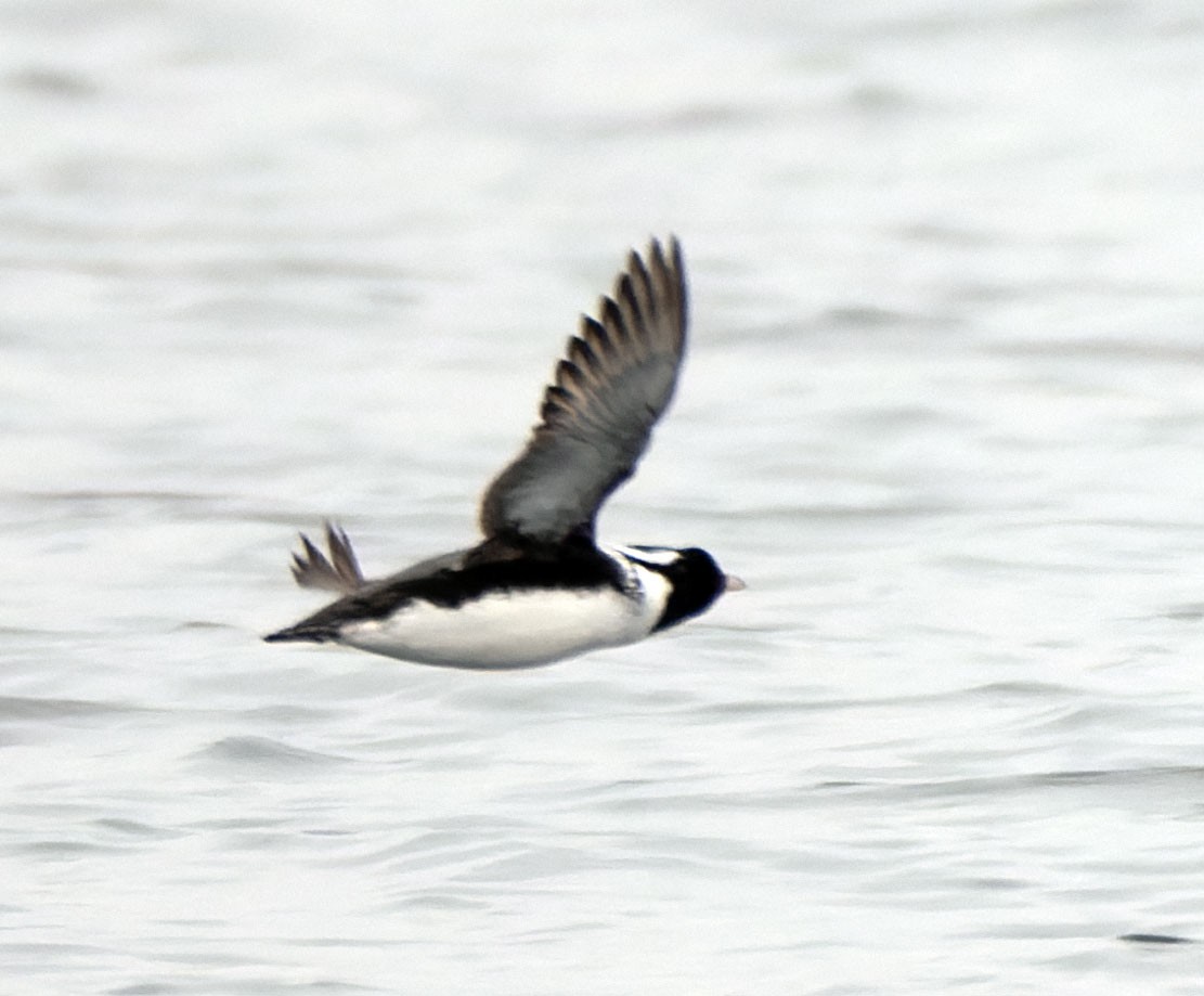 Guillemot à cou blanc - ML451255481