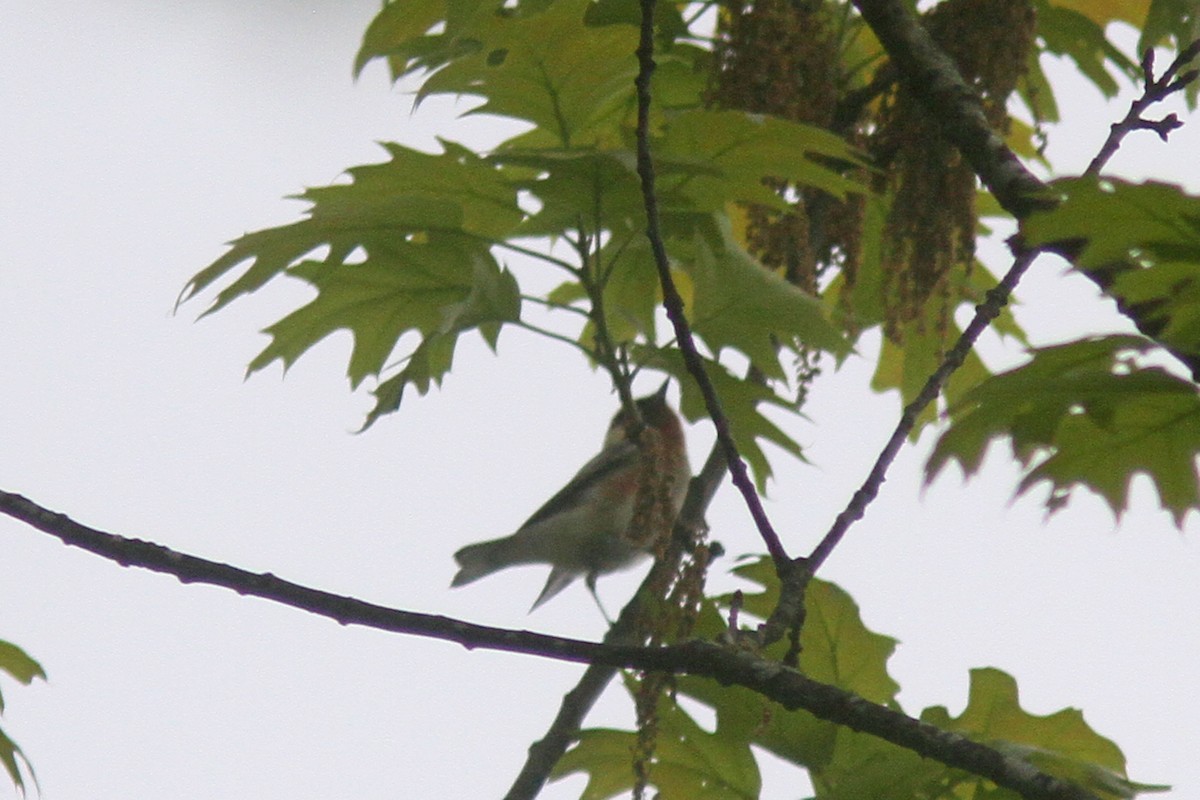 Bay-breasted Warbler - ML451256221