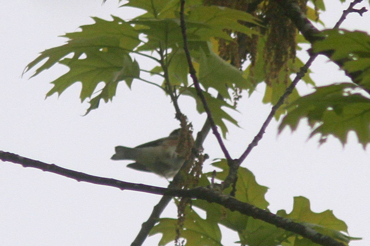 Bay-breasted Warbler - ML451256231