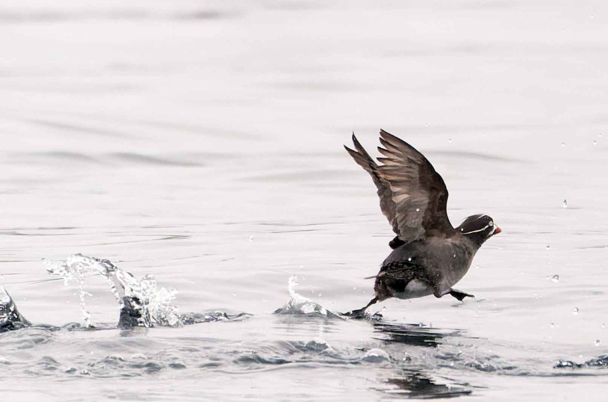 Whiskered Auklet - ML451256541