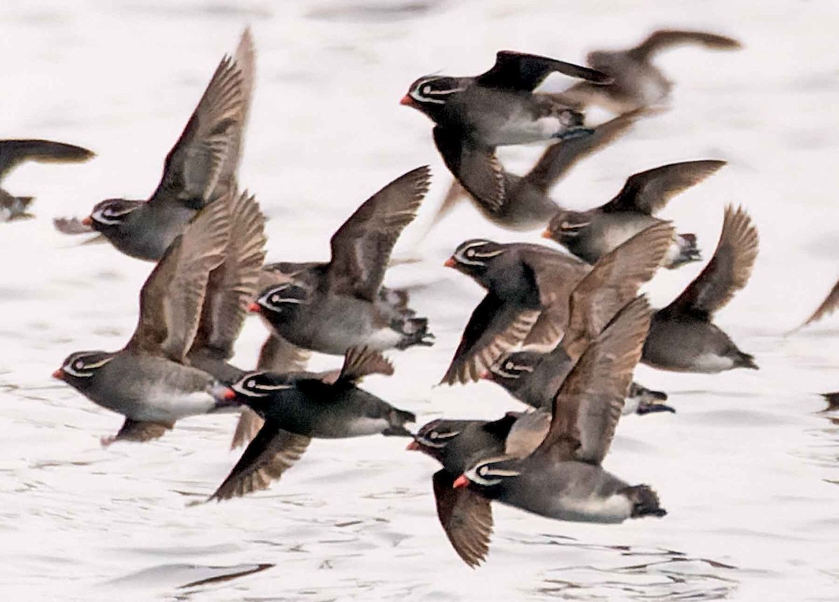 Whiskered Auklet - ML451256561