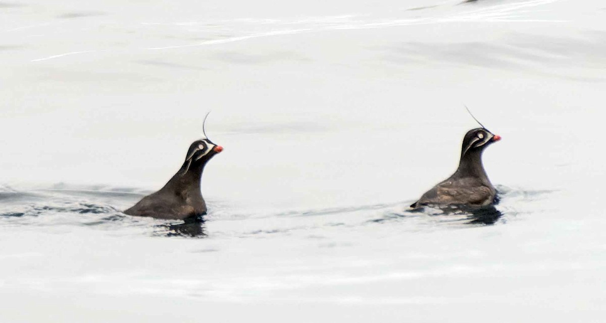 Whiskered Auklet - ML451256601