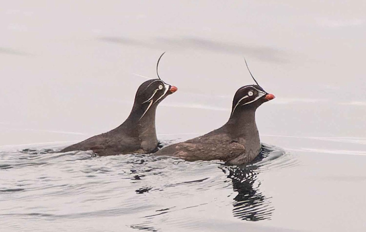 Whiskered Auklet - ML451256621