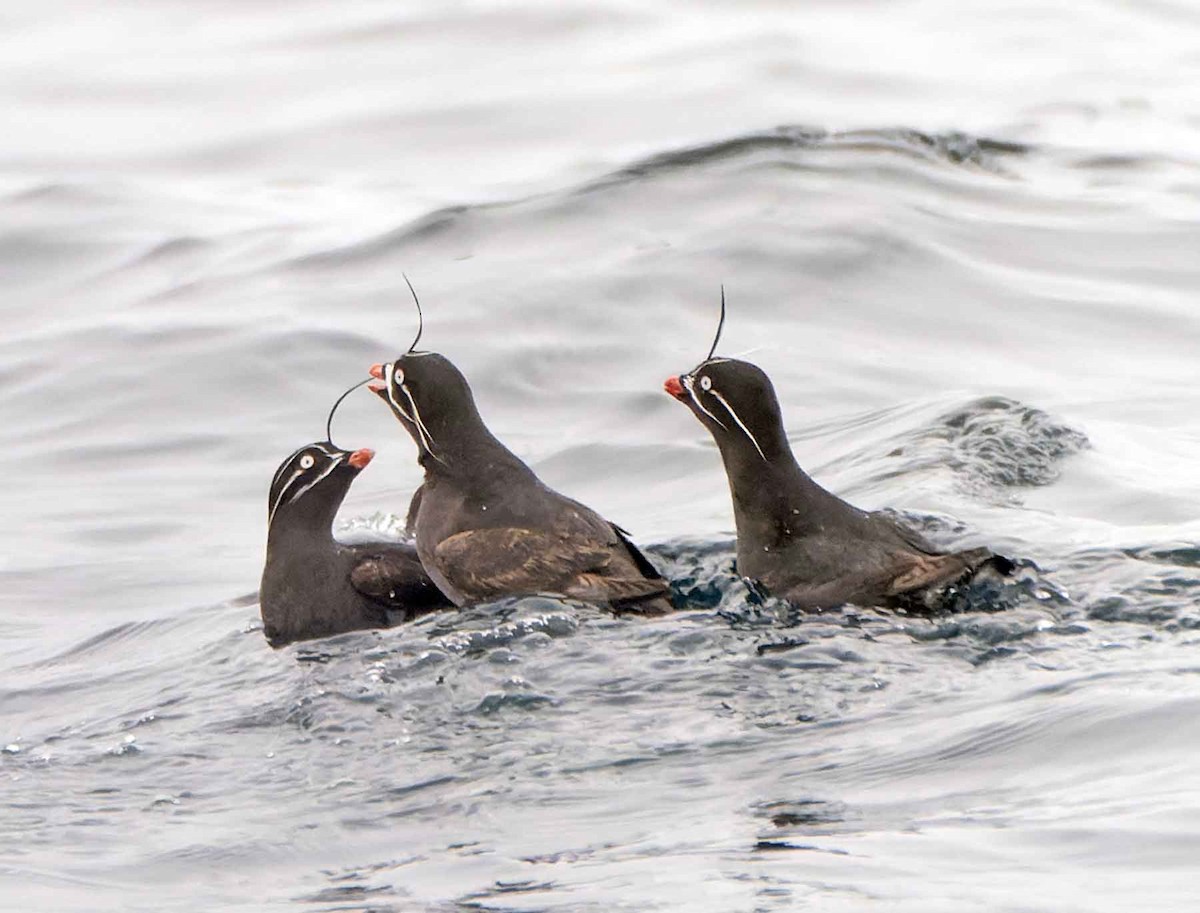 Whiskered Auklet - ML451256751