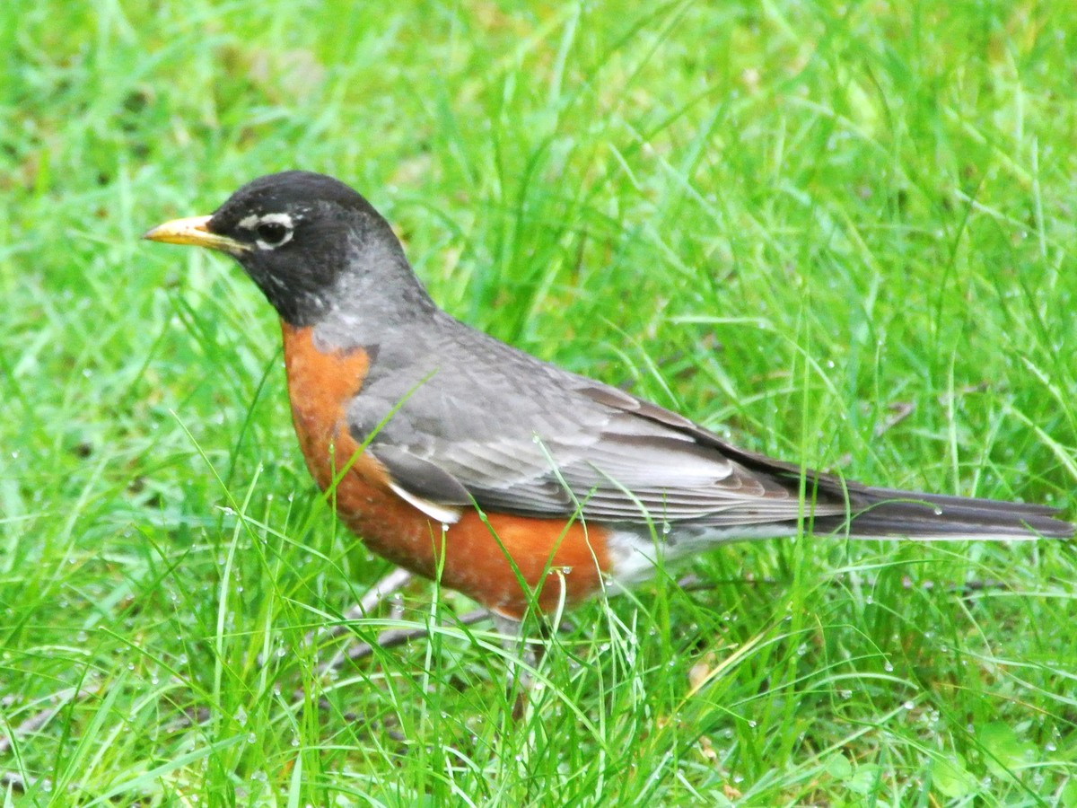 American Robin - ML451256991
