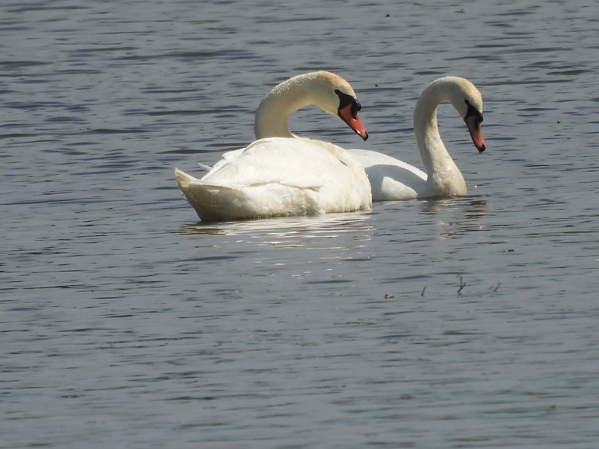 Cygne tuberculé - ML451257881