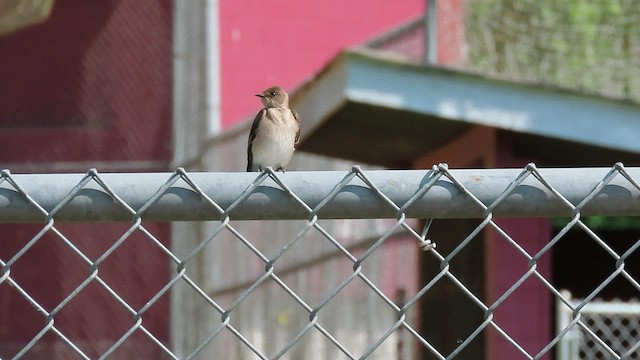 Golondrina Aserrada - ML451259431