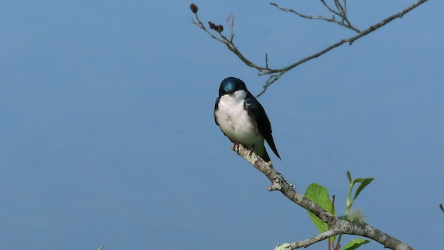 Tree Swallow - ML451259521