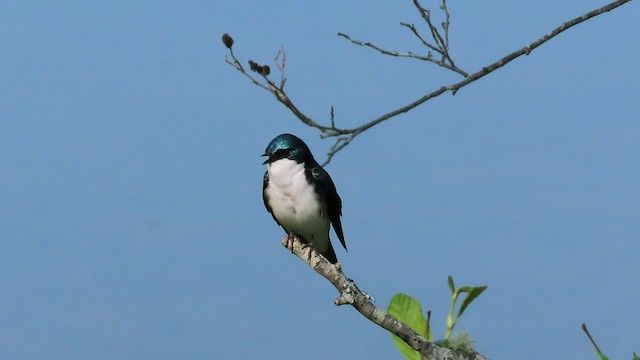 Tree Swallow - ML451259731