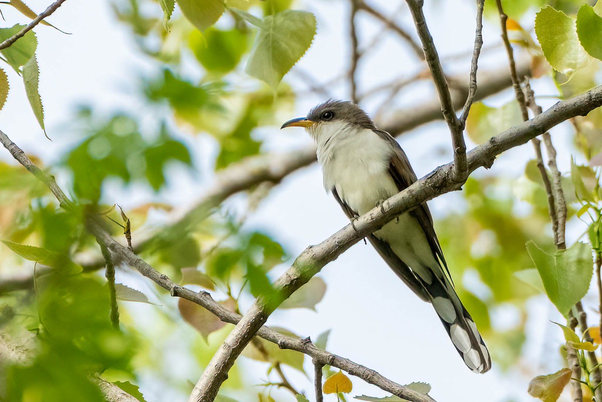 Yellow-billed Cuckoo - Gustino Lanese