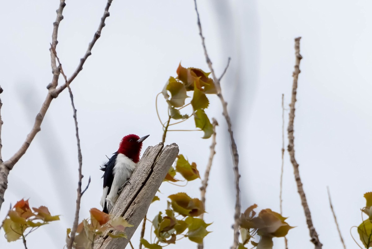 Pic à tête rouge - ML451262141