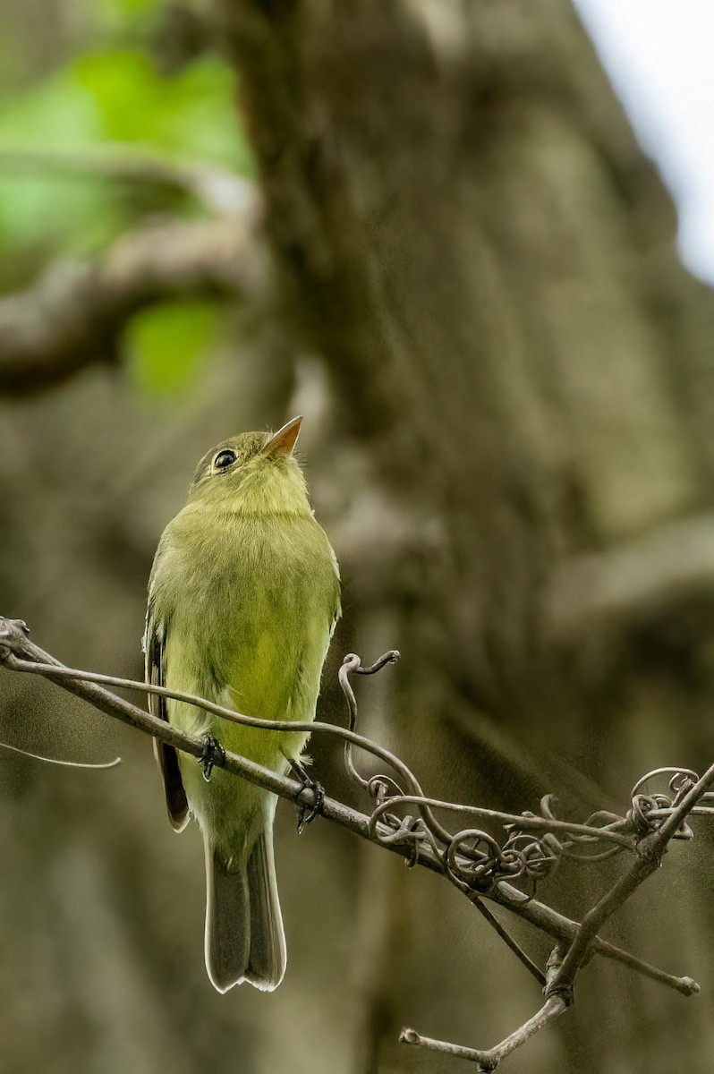 Yellow-bellied Flycatcher - Gustino Lanese